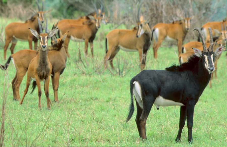 1 day Shimba Hills Tour - The hike to Sheldrick Falls around 11:00 am