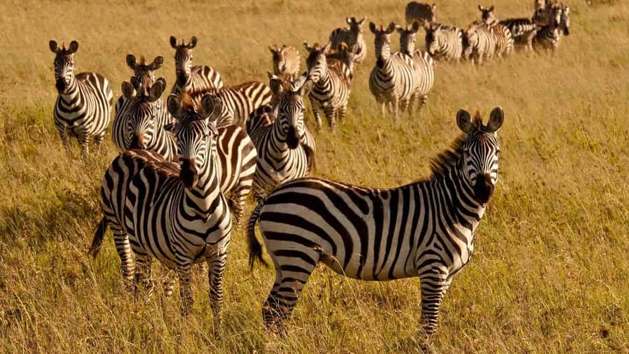 1 day Shimba Hills Tour - What the $190 price really includes