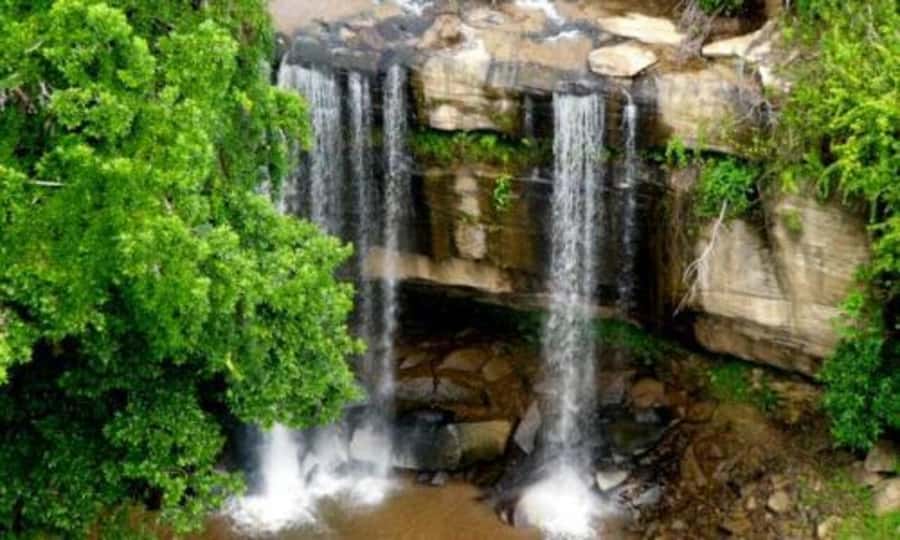 1 day Shimba Hills Tour - The first game drive through forest and grassland