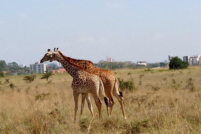 1 Day Tour Nairobi National Park,Giraffe Center&Karen Blixen - A city safari that begins before breakfast