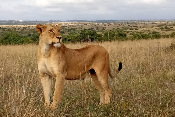 1 Day Tour Nairobi National Park,Giraffe Center&Karen Blixen - Giraffe Centre: a close look at rescued wildlife
