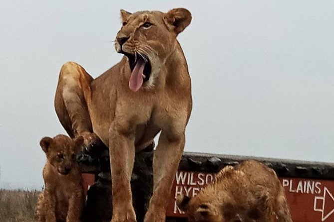 1 Day Tour Nairobi National Park,Giraffe Center&Karen Blixen - What the $46 price really covers