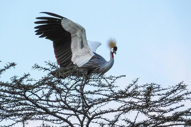 1 Day Tour Nairobi National Park,Giraffe Center&Karen Blixen - The early start, group size, and comfort