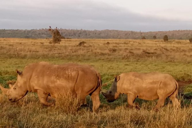 1 Day Tour Nairobi National Park,Giraffe Center&Karen Blixen - What the strongest praise tells you