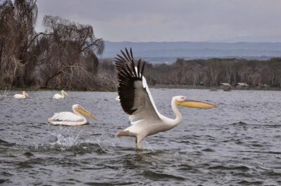1 Day trip to Hells Gate and Lake Naivasha From Nairobi