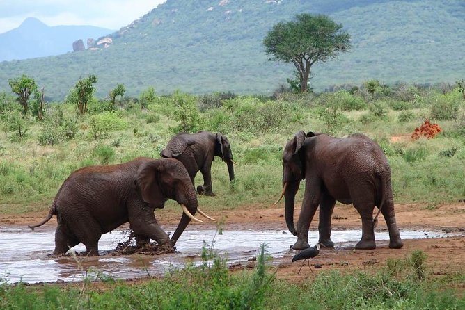 1-Day Tsavo East Safari From Mombasa - Why Tsavo East works for a short coastal stay