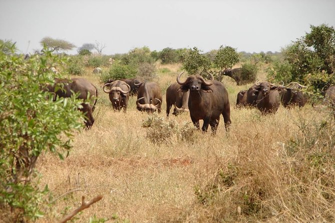 1-Day Tsavo East Safari From Mombasa - The long return to Mombasa