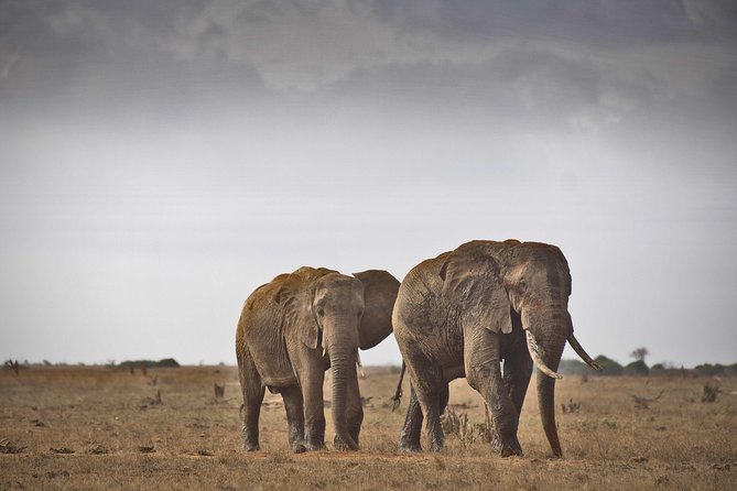 1-Day Tsavo East Safari From Mombasa - The 5:30 am departure from Mombasa
