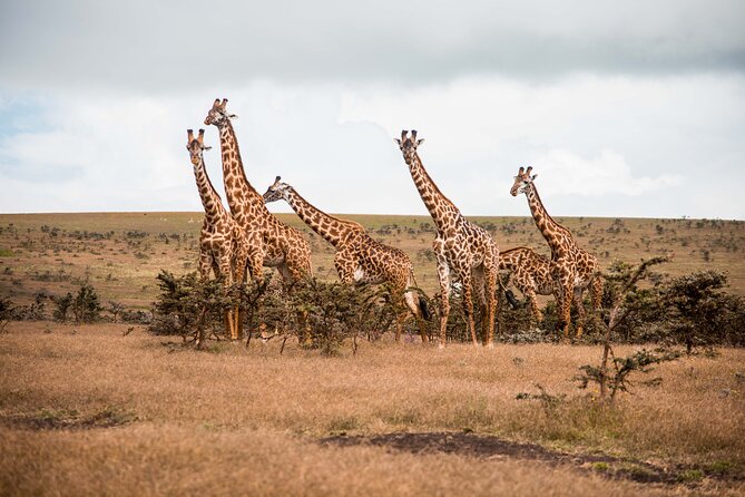 12 Days Best Of Kenya and Tanzania Safari - Luxury - A safari built around famous wildlife parks