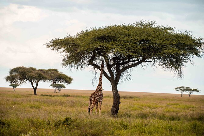 12 Days Best Of Kenya and Tanzania Safari - Luxury - Days 3 to 5: Three proper days in Maasai Mara