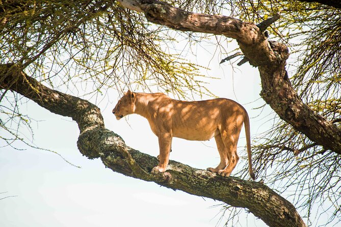 12 Days Best Of Kenya and Tanzania Safari - Luxury - Day 6: Crossing from Kenya into Tanzania