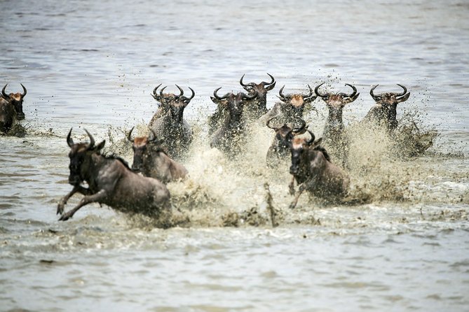 12 Days Best Of Kenya and Tanzania Safari - Luxury - Days 7 and 8: The Serengeti gets the time it deserves