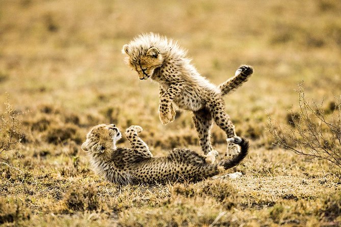 12 Days Best Of Kenya and Tanzania Safari - Luxury - Day 9: Down into Ngorongoro Crater