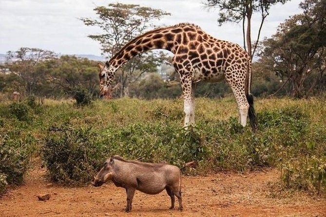 12 Days Kenya and Tanzania Budget Private Safari from Nairobi - Two days in Maasai Mara