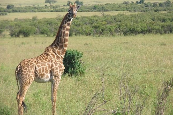 12 Days Kenya and Tanzania Budget Private Safari from Nairobi - Crossing into Tanzania at Isebania