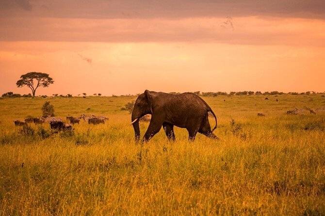 2-Day Private Tour in Masai Mara with Pick Up - What a $1,700 private safari from Nairobi really offers