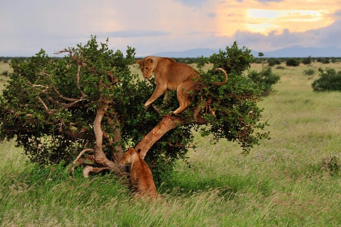 2-Day Private Tour in Masai Mara with Pick Up - Meals, lodging, and what all-inclusive really means