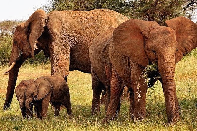 2-Day Safari in Taita Hills from Mombasa - The 6am road from Mombasa to Ngutuni