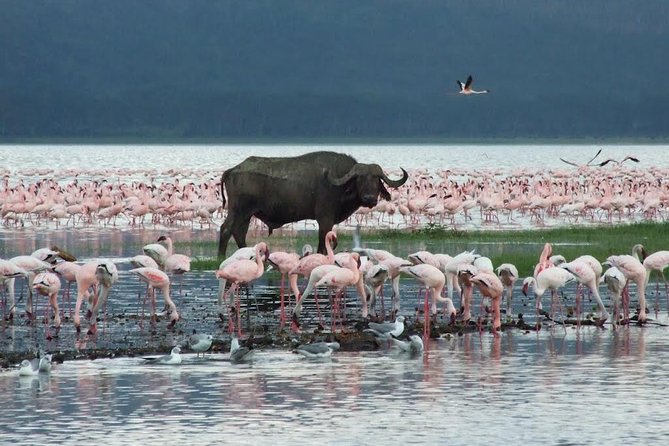 2 Day Tour Lake Nakuru, Hell' s Gate & Lake Naivasha From Nairobi - Who will get the most from this trip