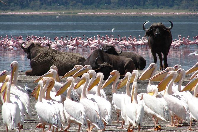 2 Day Tour Lake Nakuru, Hell' s Gate & Lake Naivasha From Nairobi - The Great Rift Valley viewpoint and the road northwest