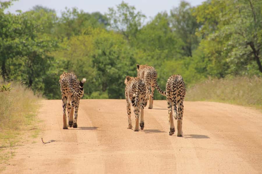 2-Day Tsavo East National Park Safari (with options) - Why Tsavo East works well from the Kenyan coast