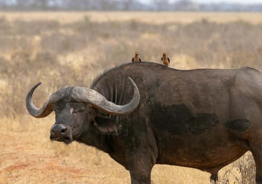 2-Day Tsavo East National Park Safari (with options) - Entering Tsavo East and visiting Aruba Dam
