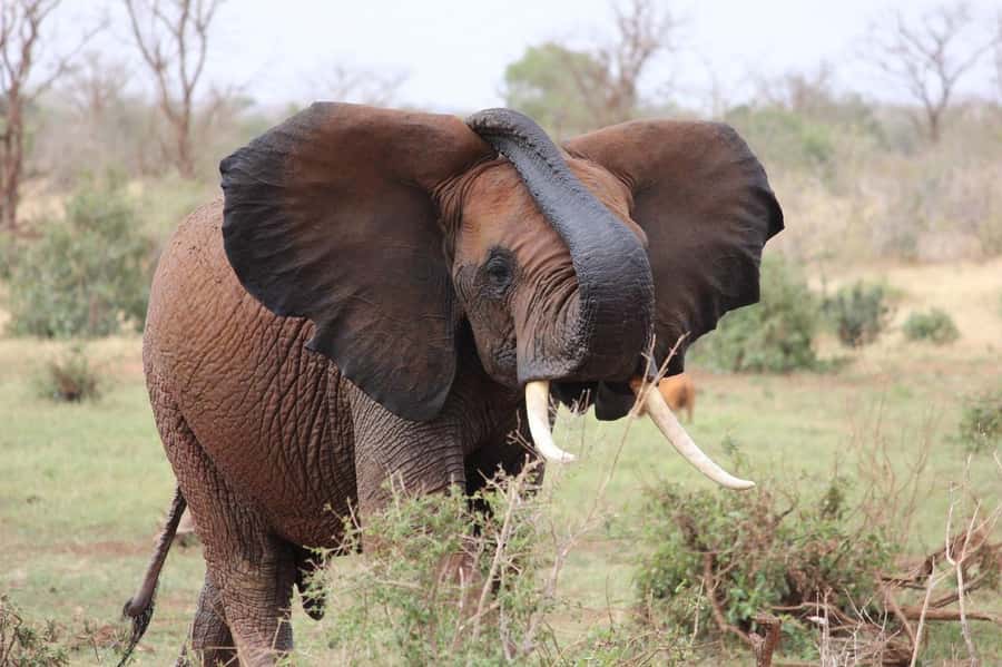 2-Day Tsavo East National Park Safari (with options) - Lunch, lodge time, and the afternoon drive