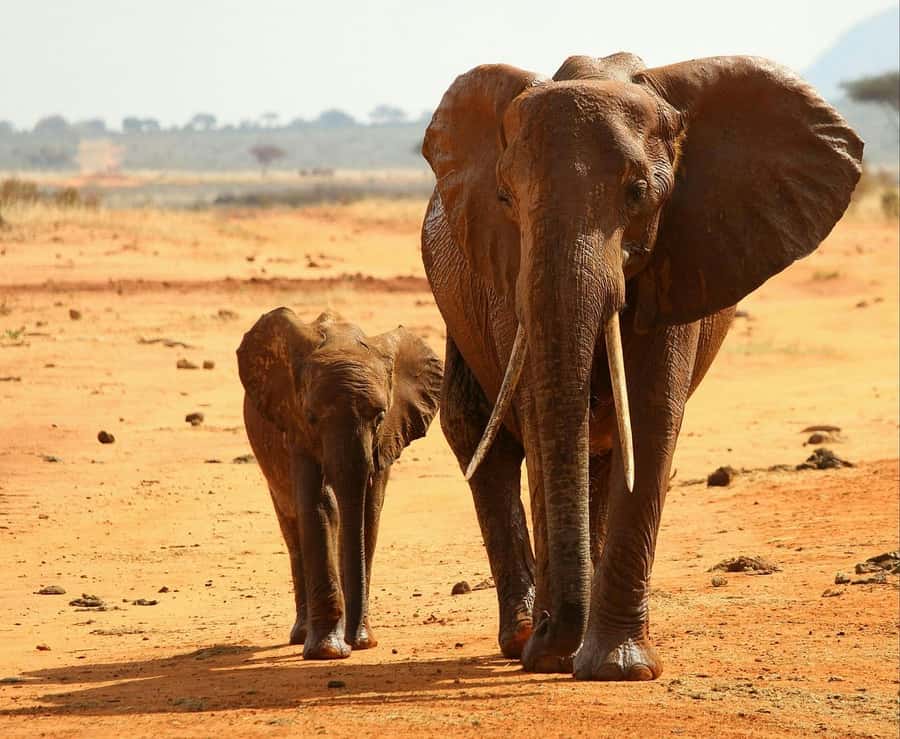2-Day Tsavo East National Park Safari (with options) - What the $360 price really covers