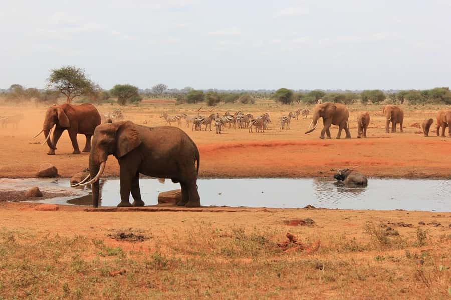 2-Day Tsavo East National Park Safari (with options) - Should you book the Tsavo East two-day safari?