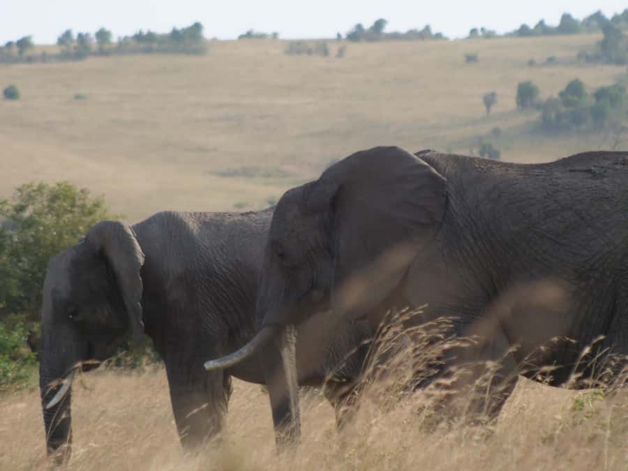 2 Days 1 Night Amboseli Safari - Key points to know before you book