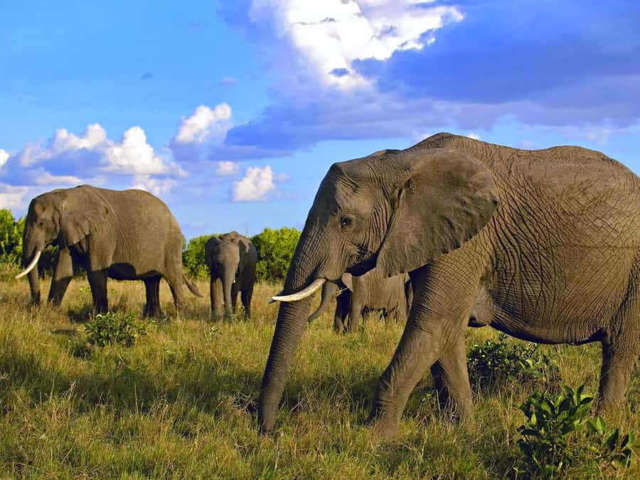 2 Days 1 Night Amboseli Safari - Day one: lunch, check-in, and your first game drive