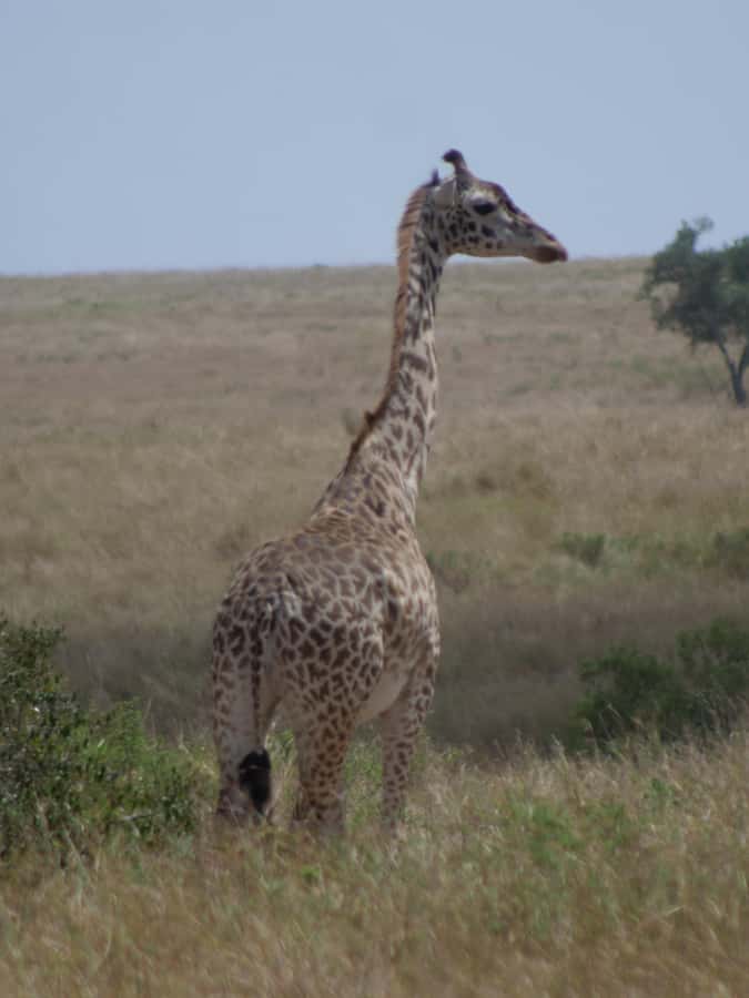 2 Days 1 Night Amboseli Safari - The overnight stay: Sopa, Serena, or Sentrim