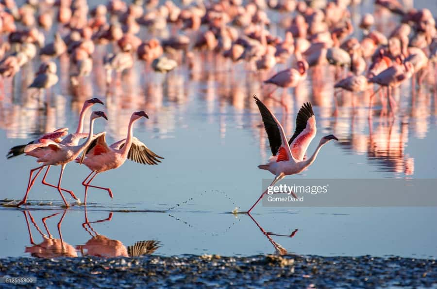 2 Days 1 Night Amboseli Safari - Wildlife, photography, and the Kilimanjaro factor