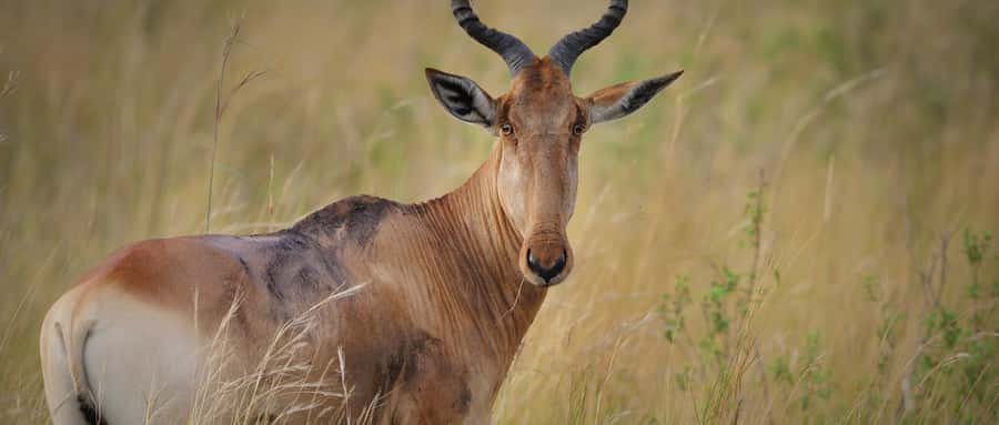 2 Days 1 Night Amboseli Safari - What the $548 price really covers