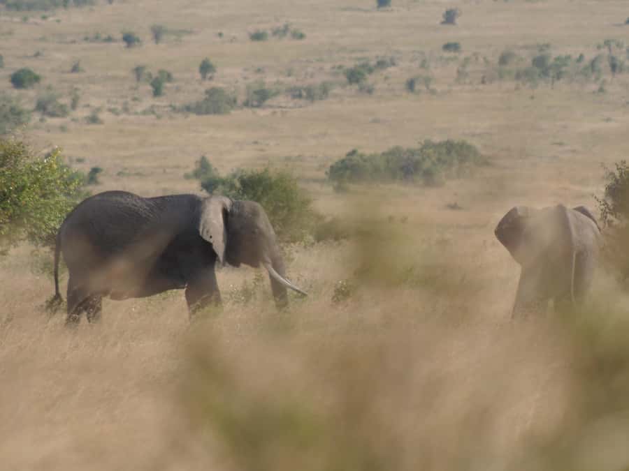 2 Days 1 Night Amboseli Safari - Who should choose this safari