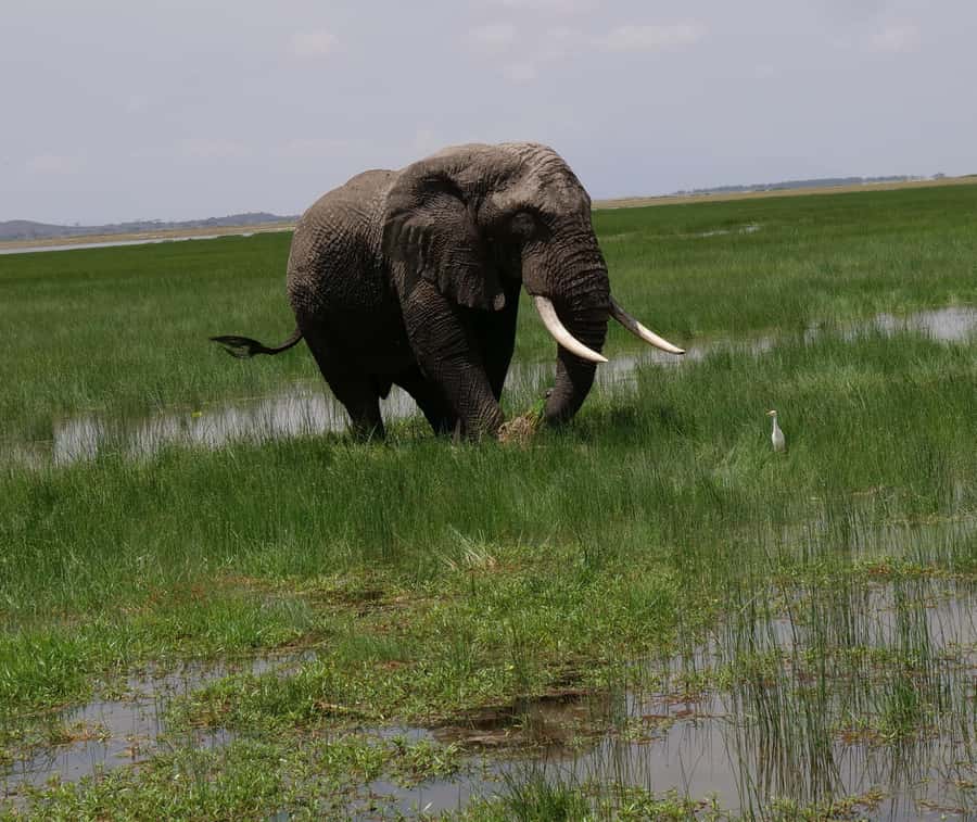 2 Days 1 Night Amboseli Safari - Should you book the 2 Days 1 Night Amboseli Safari?