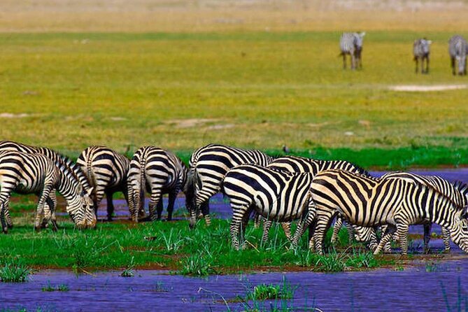 2 Days 1 Night Private Tour to Amboseli National park 4<em>4 Vehicle – Key points before you book’ /></p>
<ul>
<li><strong>Kilimanjaro and elephants share the same frame:</strong> Amboseli is one of Kenya’s best places for close views of big-tusked elephants with Africa’s highest mountain in the background.</li>
<li><strong>John and Peter are named guide-drivers:</strong> Both receive specific praise for punctual pickups, animal spotting, driving, and explanations.</li>
<li><strong>The tour stays short but full:</strong> You leave Nairobi at 7:00 a.m., enjoy afternoon and morning game drives, and return around 3:00 to 4:00 p.m. on day two.</li>
<li><strong>The $500 package covers the essentials:</strong> Park entry, 4×4 transport, one night of accommodation, breakfast, lunch, dinner, water, and hotel or airport transfers are included.</li>
<li><strong>A Maasai village visit costs extra:</strong> Set aside $20 per person if you want to add it.</li>
<li><strong>Confirm the private arrangement:</strong> One account describes being asked shortly before departure if another person could join, so clarify that only your party will ride in the vehicle.</li>
</ul>
<h2>Why Amboseli makes sense for a two-day safari</h2>
<p>4 Vehicle – Why Amboseli makes sense for a two-day safari’ /></p>
<p><p>Amboseli is a good choice when you have limited time in Nairobi but still want a proper Kenyan national park experience. The park is famous for its elephants, and the animals are the clear reason to choose it over a generic wildlife outing.</p>
</p>
<p><p>The park also gives you variety in a compact area. You may pass through open savannah, woodland, wetlands fed by sulfur springs, and the dry bed of Lake Amboseli. The name Amboseli comes from a Maasai word meaning salty dust, a fitting description for the pale, dusty ground that often frames the animals.</p>
</p>
<p><p>The mountain view is part of the appeal, but it is not guaranteed on every game drive. Kilimanjaro can be hidden by cloud or haze. That is why the schedule wisely includes both an afternoon drive on day one and an early drive on day two. Different light and weather can change the view completely.</p>
</p>
<p><p>You can expect to look for wildebeest, zebras, buffalo, lions, cheetahs, and hyenas. A dramatic hunt or kill is possible, though no responsible guide can promise one. Birdlife is another strength, with more than 370 species recorded in the park.</p>
</p>
<div class="twil" style="margin: 20px 0; padding: 15px 0;"><p><p>More Amboseli departures from Nairobi:</p></p><ul style="margin: 10px 0; padding-left: 0; list-style: none;"><li style="margin: 0 0 12px 0; padding: 0 0 12px 0; border-bottom: 1px solid #FFF6DF; line-height: 1.4;"><a href="https://bestkenyatours.com/nairobi-day-tour-to-amboseli-national-park-maasai-village/">Nairobi: Day Tour to Amboseli National Park & Maasai Village</a><br><span style="font-size: 0.82em; color: #555;"><span style="color: #FFBE1A;">★</span> 4.5 · 310 reviews</span></li><li style="margin: 0 0 12px 0; padding: 0 0 12px 0; border-bottom: 1px solid #FFF6DF; line-height: 1.4;"><a href="https://bestkenyatours.com/day-tour-to-amboseli-national-park/">Day Tour to Amboseli National Park</a><br><span style="font-size: 0.82em; color: #555;"><span style="color: #FFBE1A;">★</span> 5.0 · 222 reviews</span></li><li style="margin: 0; padding: 0; border-bottom: none; line-height: 1.4;"><a href="https://bestkenyatours.com/amboseli-day-tour-from-nairobi/">Amboseli Day Tour from Nairobi</a><br><span style="font-size: 0.82em; color: #555;"><span style="color: #FFBE1A;">★</span> 5.0 · 84 reviews</span></li></ul></div><h2>The 7:00 a.m. departure from Nairobi</h2>
<p><img width="669" height="446" decoding="async" src=