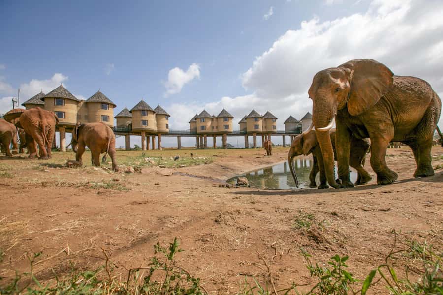 2 days 1 night saltlick safari from Diani/Mombasa - Lunch, a two-hour rest, and a change of pace