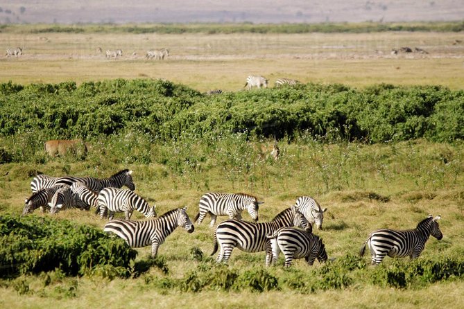 2 Days Amboseli National Park Safari - Why Amboseli works for a short safari