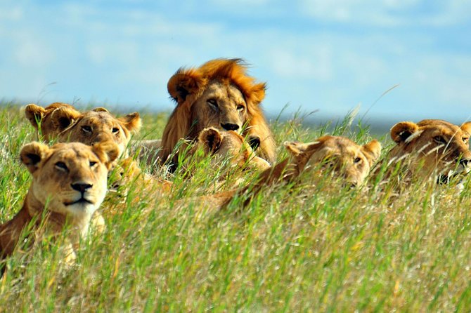2 Days Amboseli National Park Safari - From Nairobi to the afternoon drive