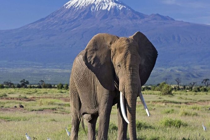 2 Days and 1 Night Amboseli Safari from Nairobi - Afternoon arrival and the first Amboseli game drive