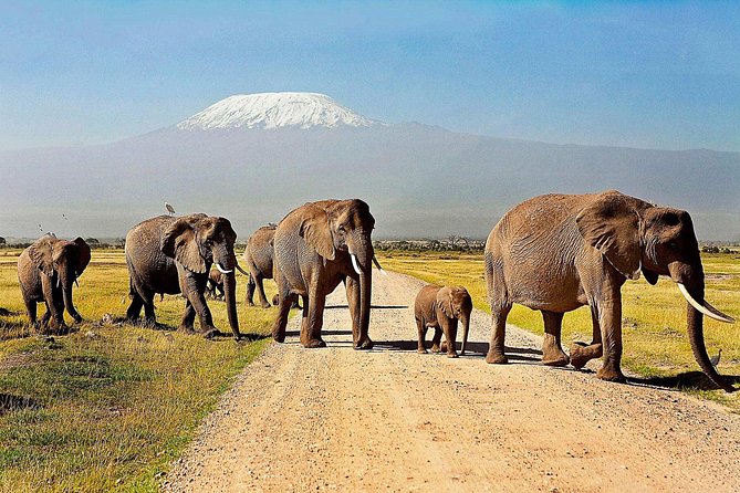 2 days group safari to Amboseli National park (Mon-Wed-Sat only) - Why two days in Amboseli can work well