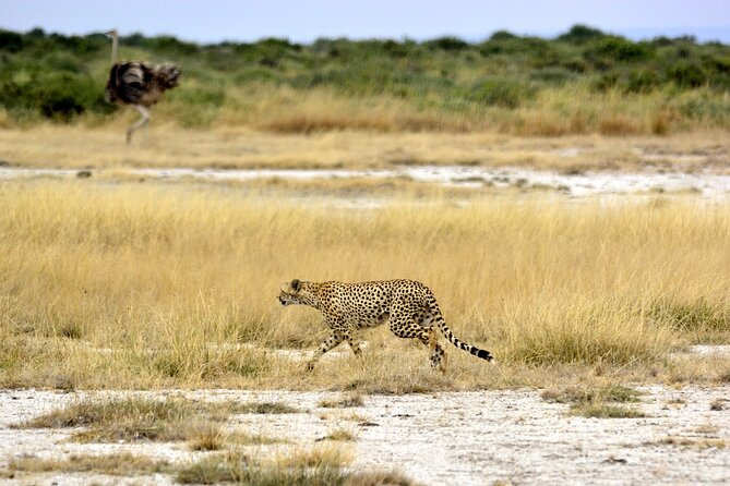 2 days group safari to Amboseli National park (Mon-Wed-Sat only) - Arriving for lunch and an afternoon game drive