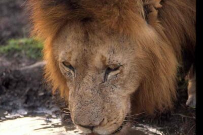 2 days group safari to Amboseli National park (Mon-Wed-Sat only)