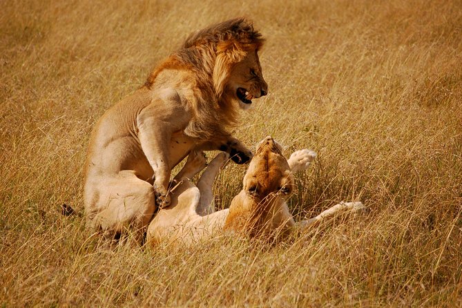 2 days group safari to Amboseli National park (Mon-Wed-Sat only) - The early morning search for predators and grazers