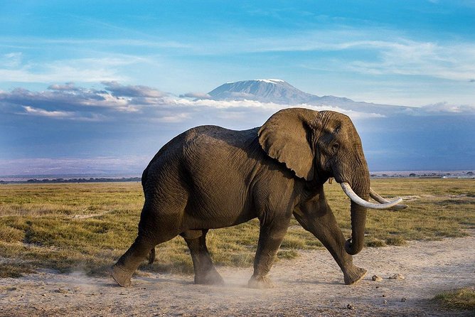 2 days group safari to Amboseli National park (Mon-Wed-Sat only) - Group safari or private attention?