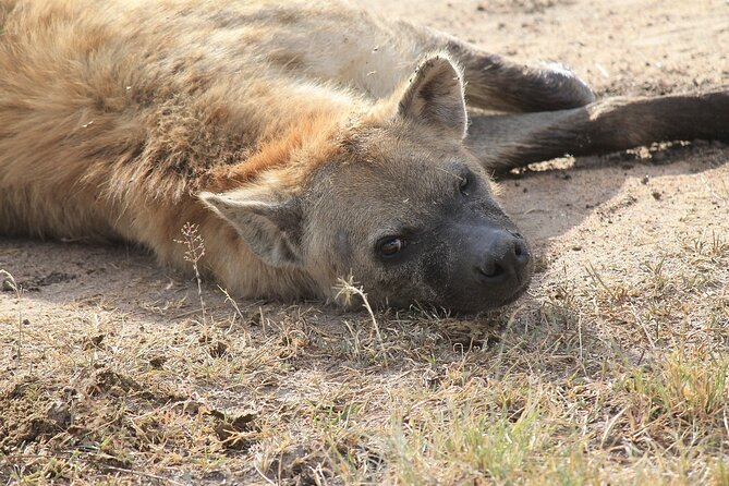 2 days group safari to Amboseli National park (Mon-Wed-Sat only) - Comfort, timing, and what to pack