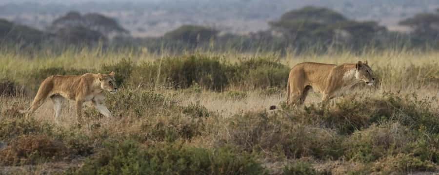 2 Days Group tour to Amboseli Using Landcruiser 4x4 Jeep - Key points to know before booking