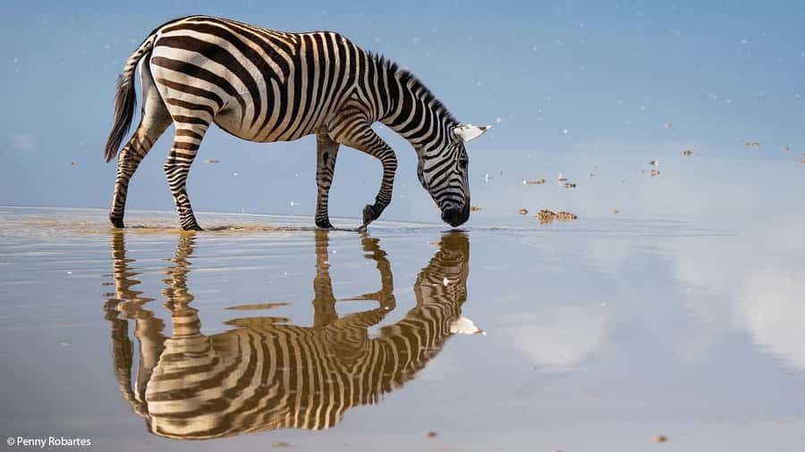 2 Days Group tour to Amboseli Using Landcruiser 4x4 Jeep - Why Amboseli works so well for a two-day safari