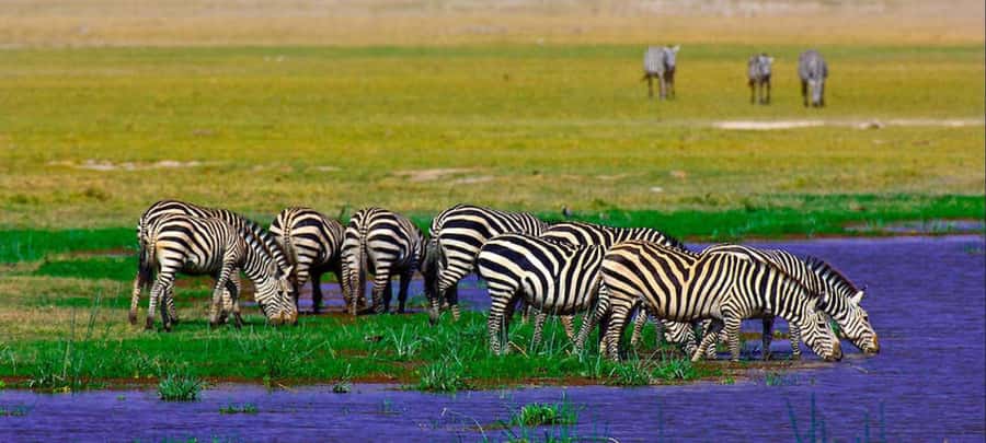 2 Days Group tour to Amboseli Using Landcruiser 4x4 Jeep - What the Kilimanjaro view adds